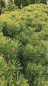 Для чего используются ножницы для формирования сосен?