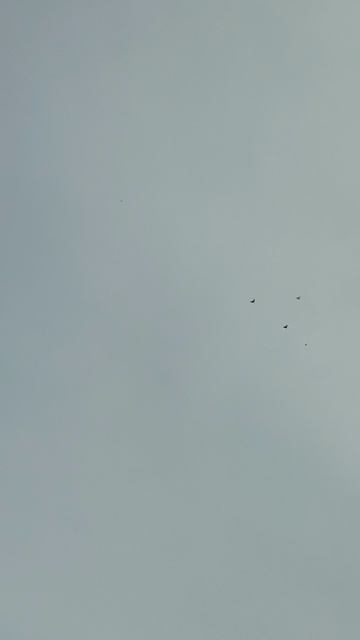 VID_20251214_130800.mp4