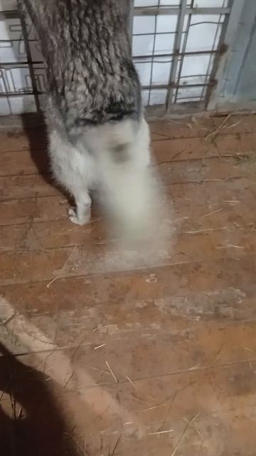 Руки, лапы, крылья.... Главное- ХВОСТ!