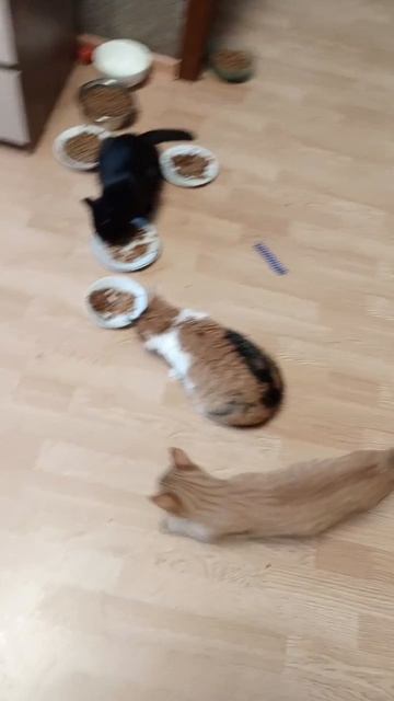 Ряды больных уменьшаются. Игривых медленно,но - прибавляются.