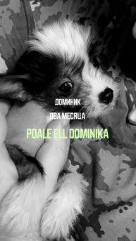 Доминик. Китайская хохлатая собака.