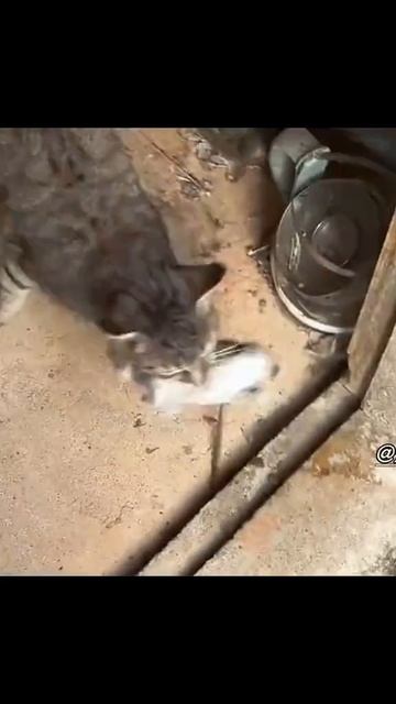 Прирождённые охотники