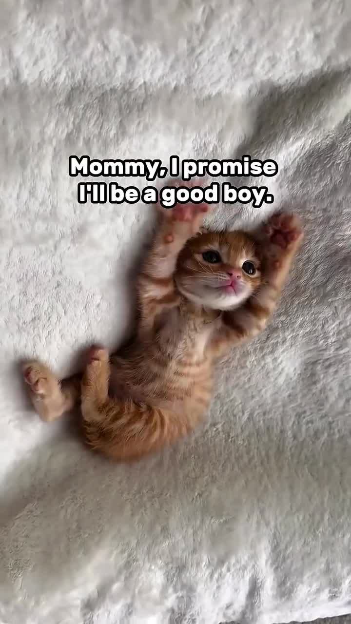 #Милые #животные #видео