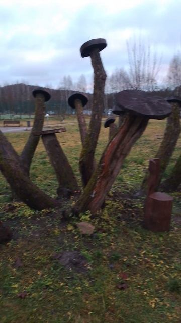 Опятаа из срезанных деревьев