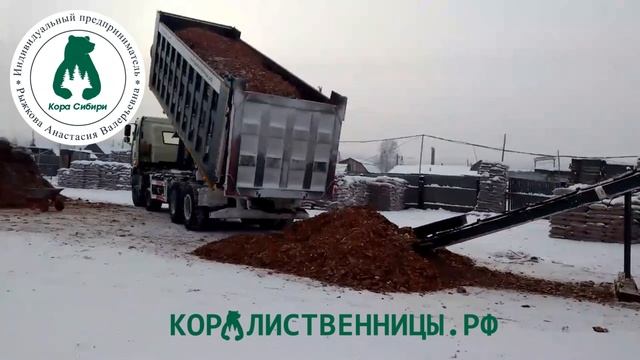 Кора Сибири