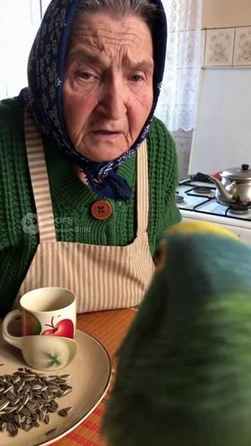 Попугай и бабка #ии #funny #sora #угар #pets #милота #cute #попугай #бабка #злая