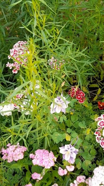 Гвоздика турецкая Монпансье, смесь.