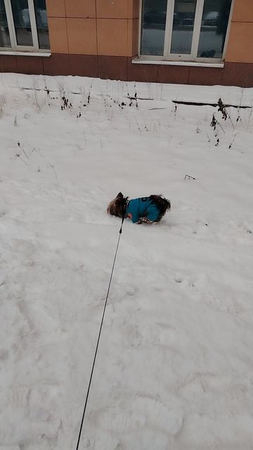 первый в жизни снег,даже вкусный