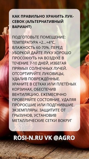 Как правильно хранить лук-севок (альтернативный вариант)
