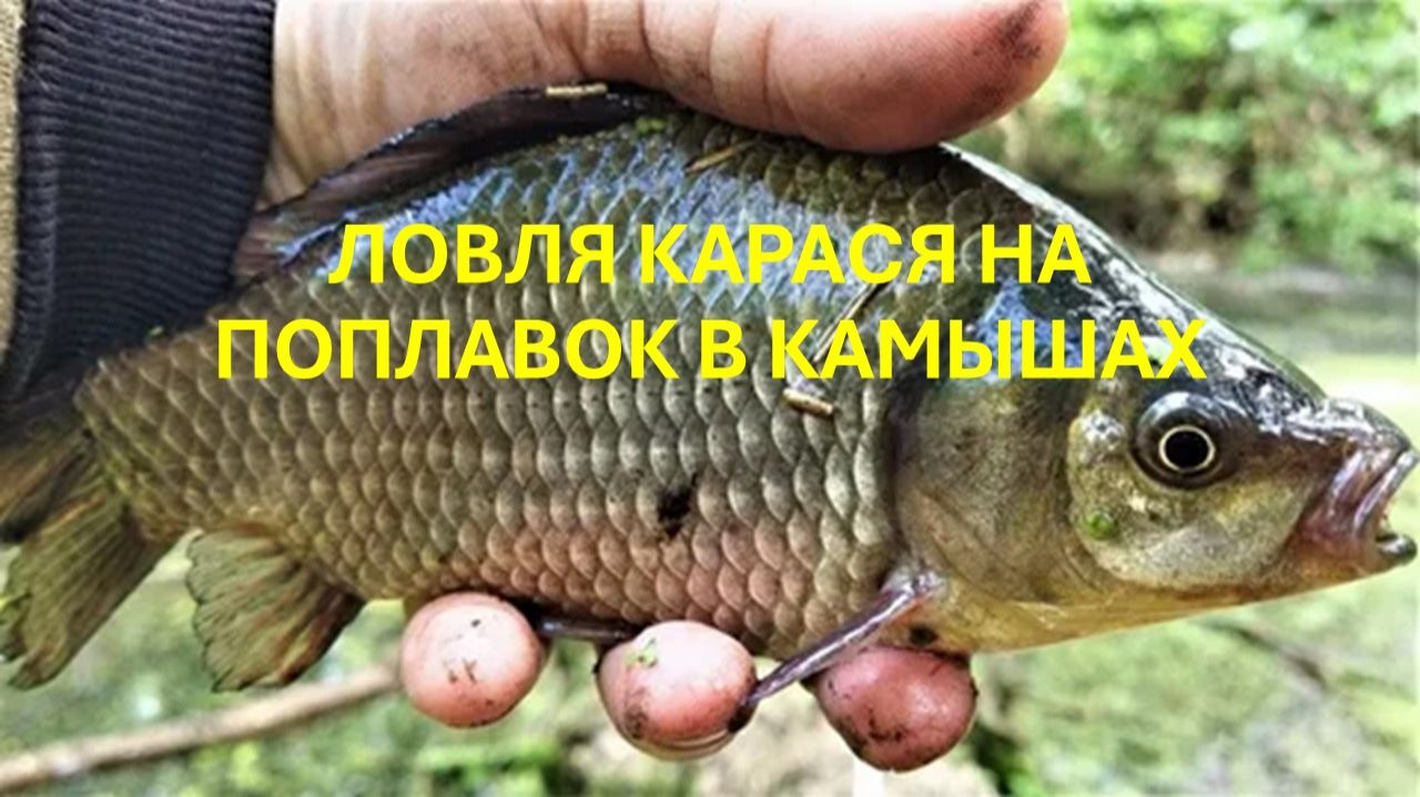 Ловля КАРАСЯ на ПОПЛАВОК в КАМЫШАХ