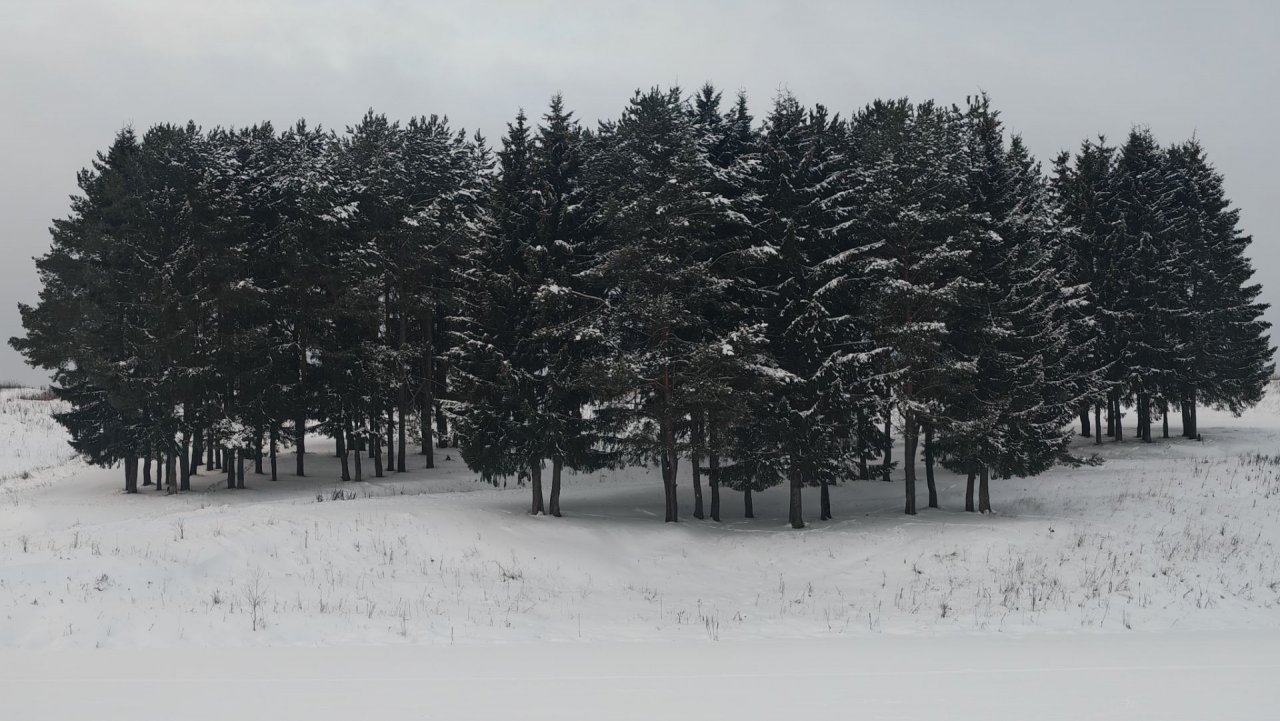 Зимняя зарисовка"Сказочный лес" 🌲❄️ (13 декабря 2025г.)