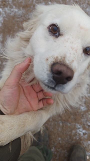 #собака подпишитесь пожалуйста 🙏