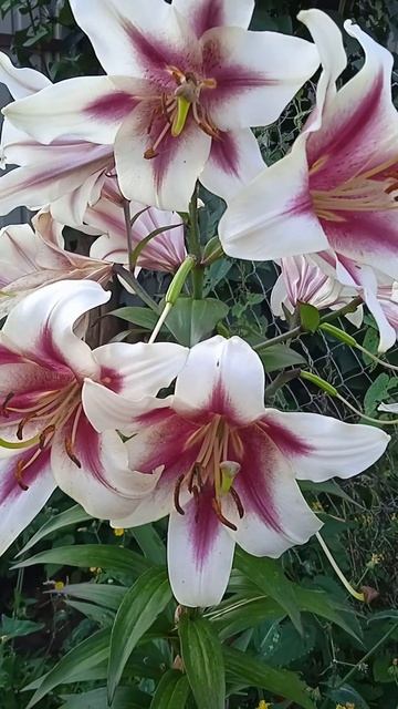 Так цветет лилия дерево ОТ гибрид Гарден Плеже