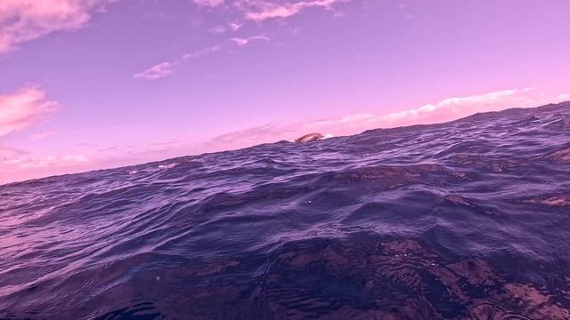 2025.11.04 Киты на Тонга