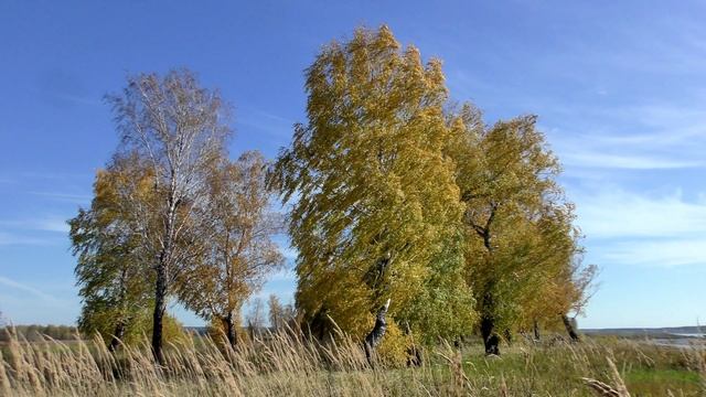 2025.09.26 - Осенние берёзы на берегу Томи и по дороге от Коларово