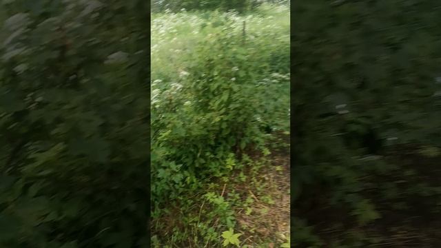 Домик в деревне