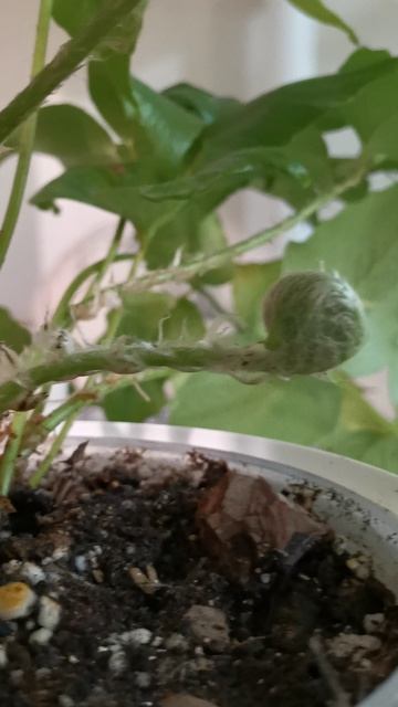 VID_20251214_174831.mp4