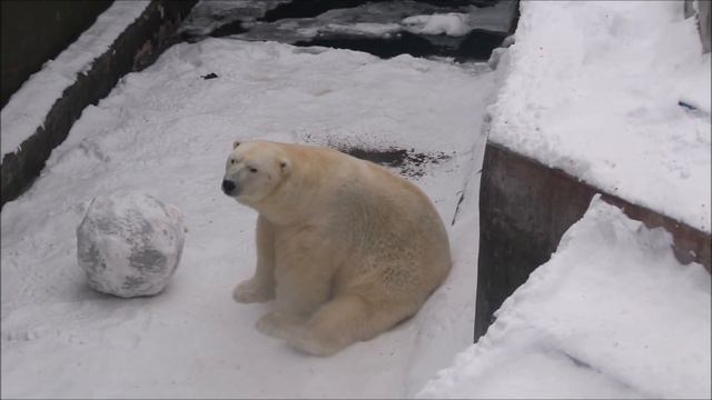 Кай выспался, смотрит на посетителей и ждёт ужин 13.12.2025