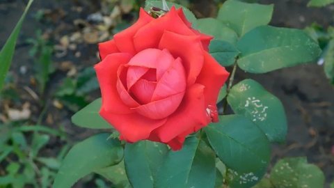 ВИДЕО ПВН ББ (913)