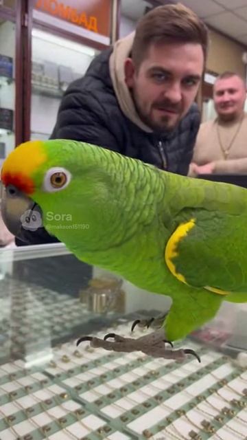 Попугай в ломбарде #ии #funny #sora #угар #pets #милота #cute #попугай #ломбард
