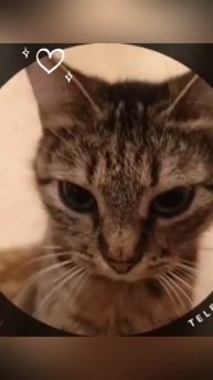 В смысле ты кота не хочешь?