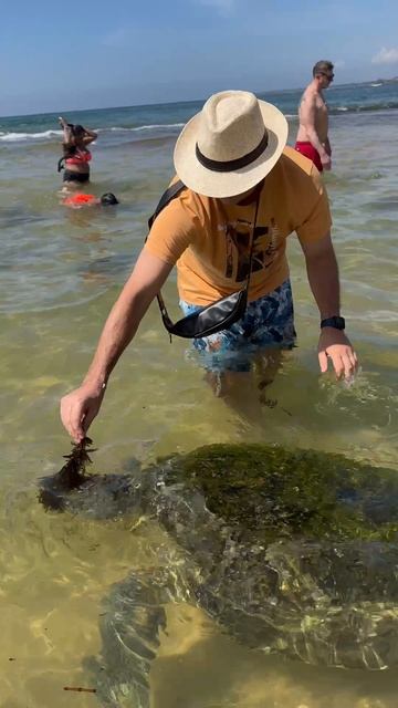 🐢Черепахи сами приходят к людям что бы их покормили на Шри Ланке) Огромные такие больше метра и их т