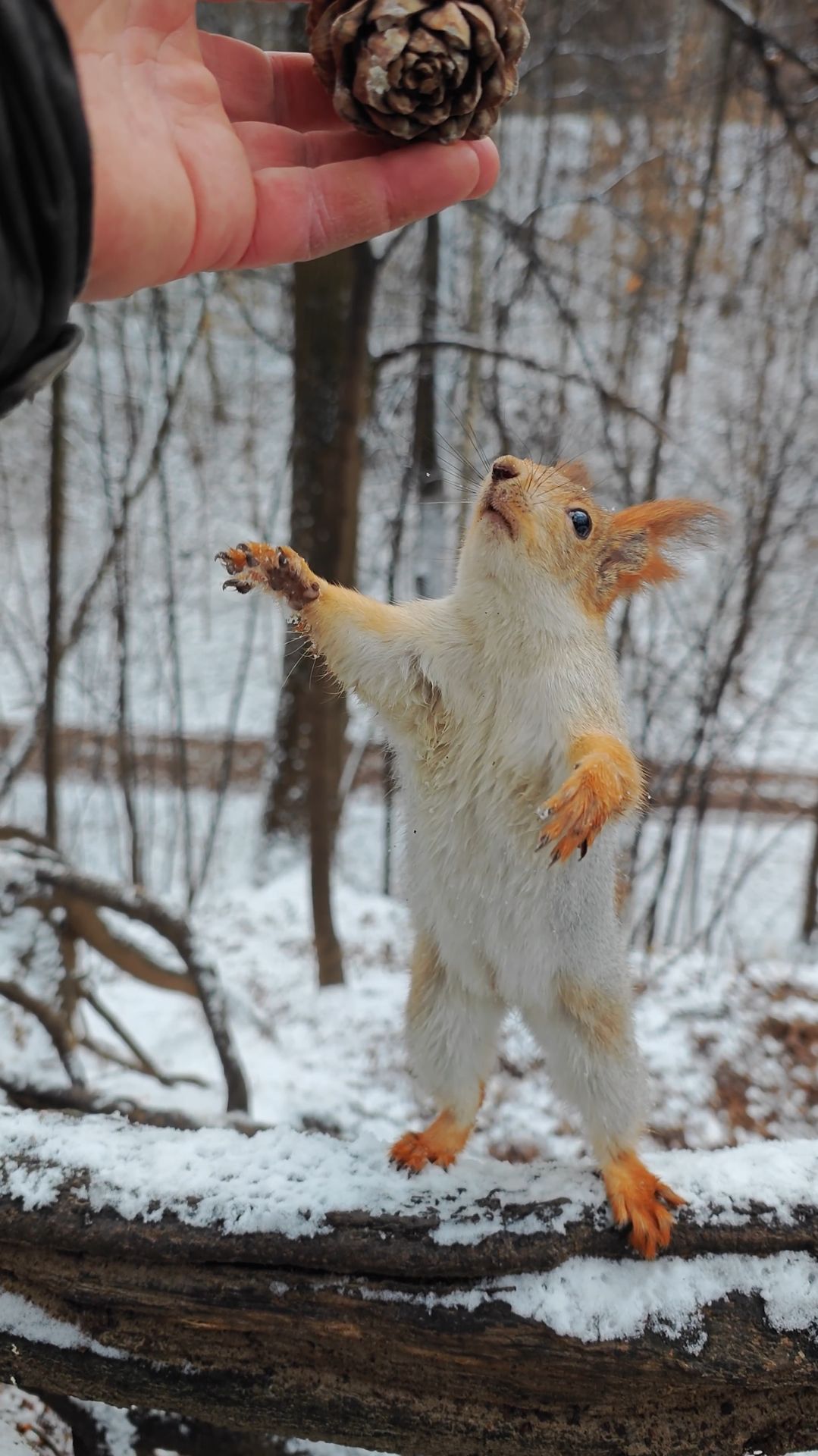 Ловкая белка