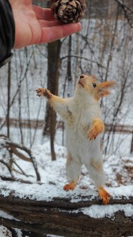 Ловкая белка