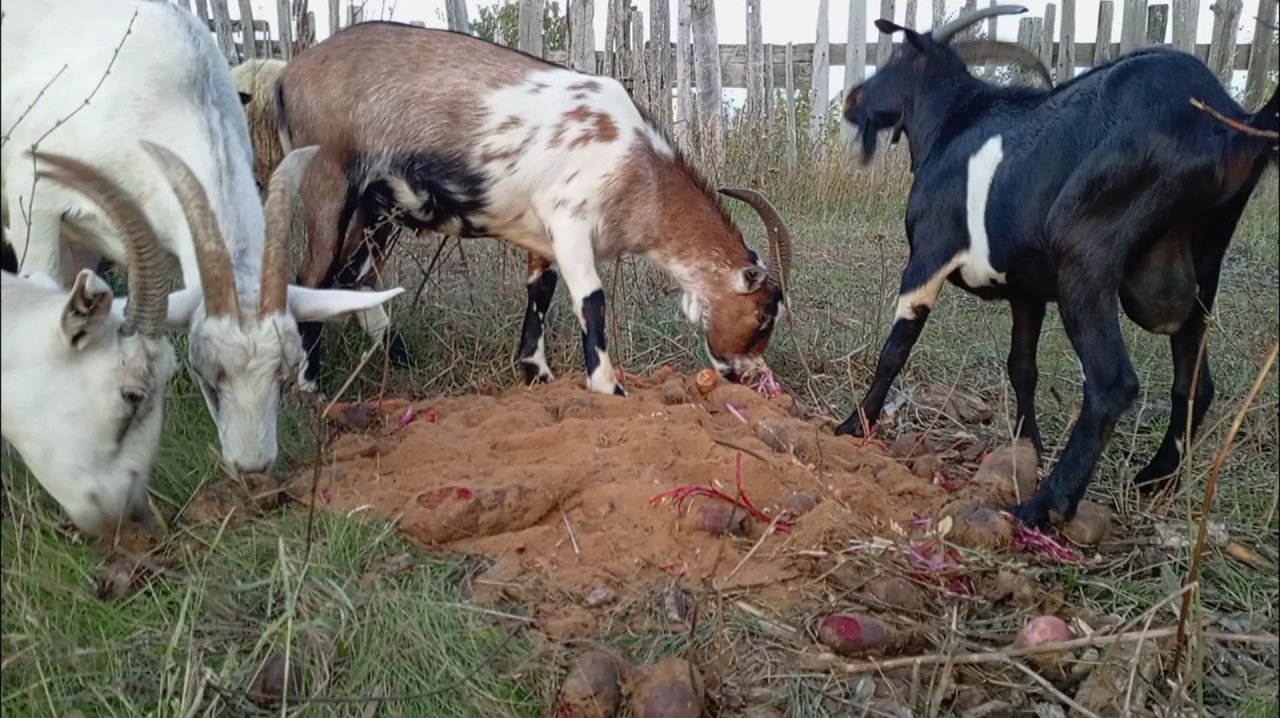 ОВОЩИ В ПЕСКЕ / БАРАНЫ И КОЗЫ 🐏🐐 ЕДЯТ ОВОЩИ