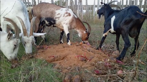 ОВОЩИ В ПЕСКЕ / БАРАНЫ И КОЗЫ 🐏🐐 ЕДЯТ ОВОЩИ