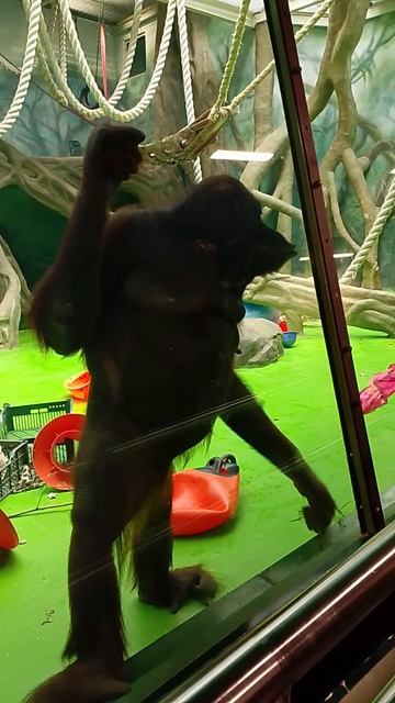 Шимпанзе в Московском зоопарке / лето 2025