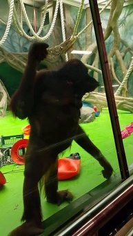 Шимпанзе в Московском зоопарке / лето 2025