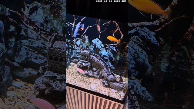 2025 12 10 ФОТО ДНЯ 4К.mp4