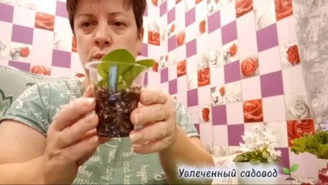 Объём горшка для фиалок важен.