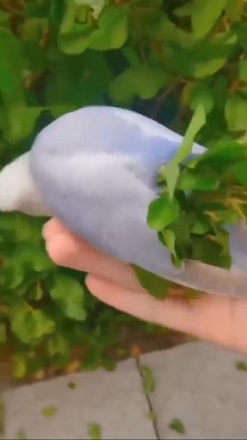 Модный попугай. 🦜