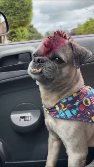 #приколы #юмор #прикол #смешно #собаки #собака #щенок #щенки #топ #топчик #роликдня #видеодня #лучше