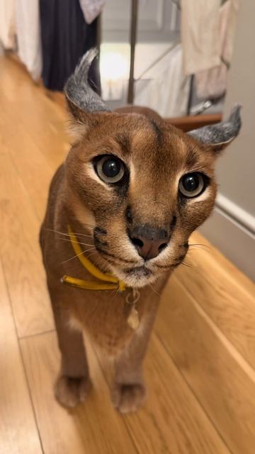 #пума #рысь #топ #топчик #роликдня #видеодня #лучшее #лучшие #лучший #хит #хиты #супер #1 #top #musi