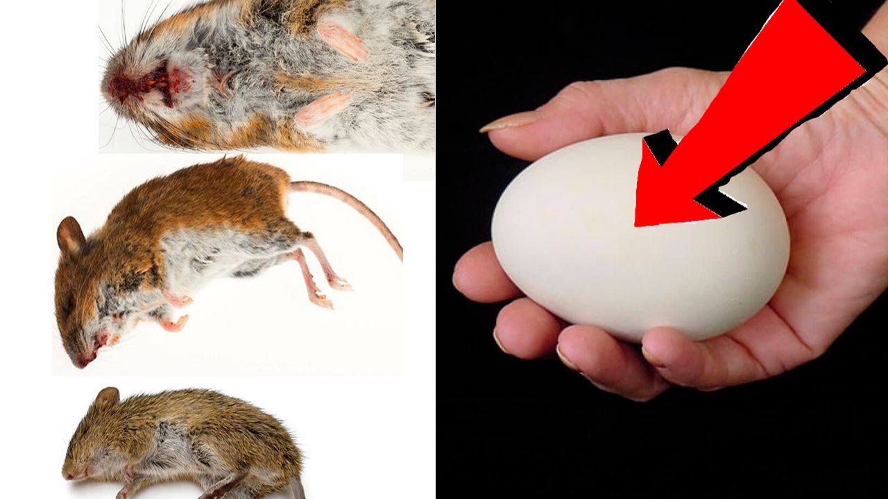 Как избавиться от мышей и крыс навсегда За 1 минуту!