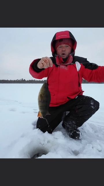 Окунь на жерлицу