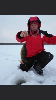 Окунь на жерлицу