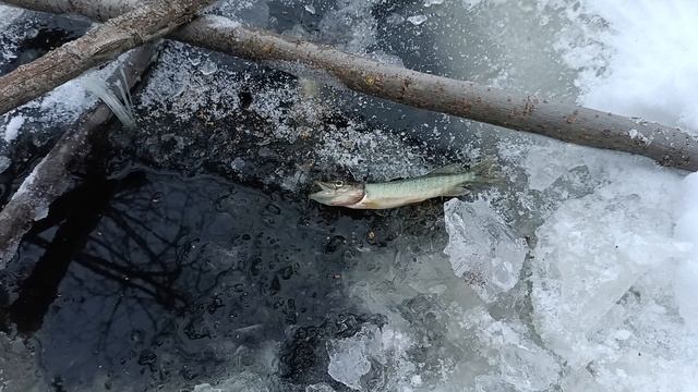 Рыбалка на хапугу зимой, замор рыбы