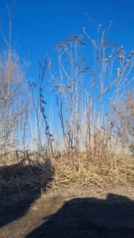 Редкий гость💙