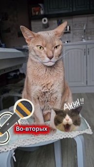 Сколько раз в день нужно кормить кота?