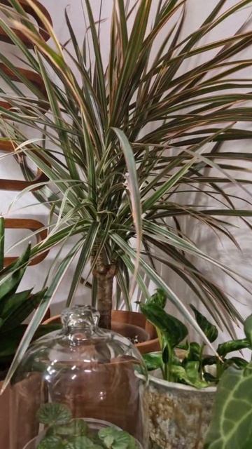 Как поддержать рост комнатных растений зимой: пример с драценой