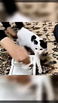 Даже кошка уважает Коран #коран #аллах #кот