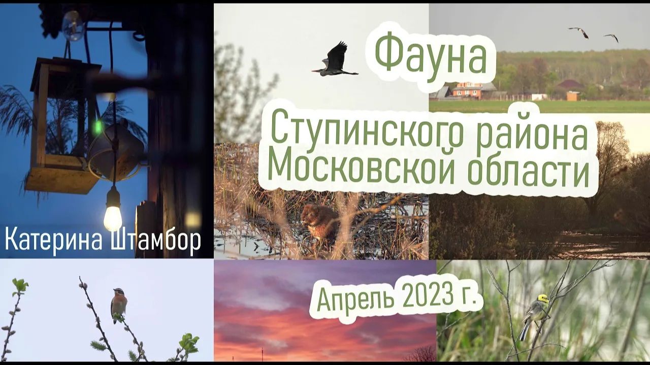 Птицы Московской области весной | Катерина Штамбор