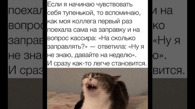 Коты собаки