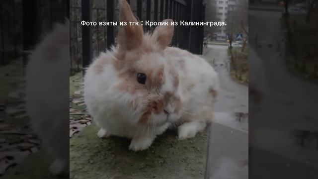 Спасибо моему кролику, за все)