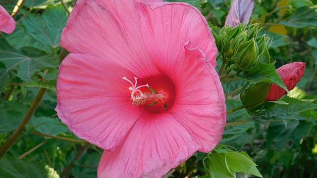 ВИДЕО ПВН ББ (900)