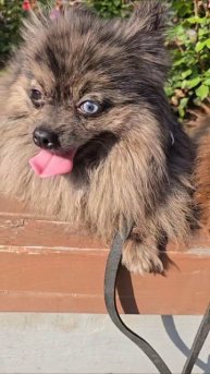 Шпицы #собака #животные #шпицы #собаки